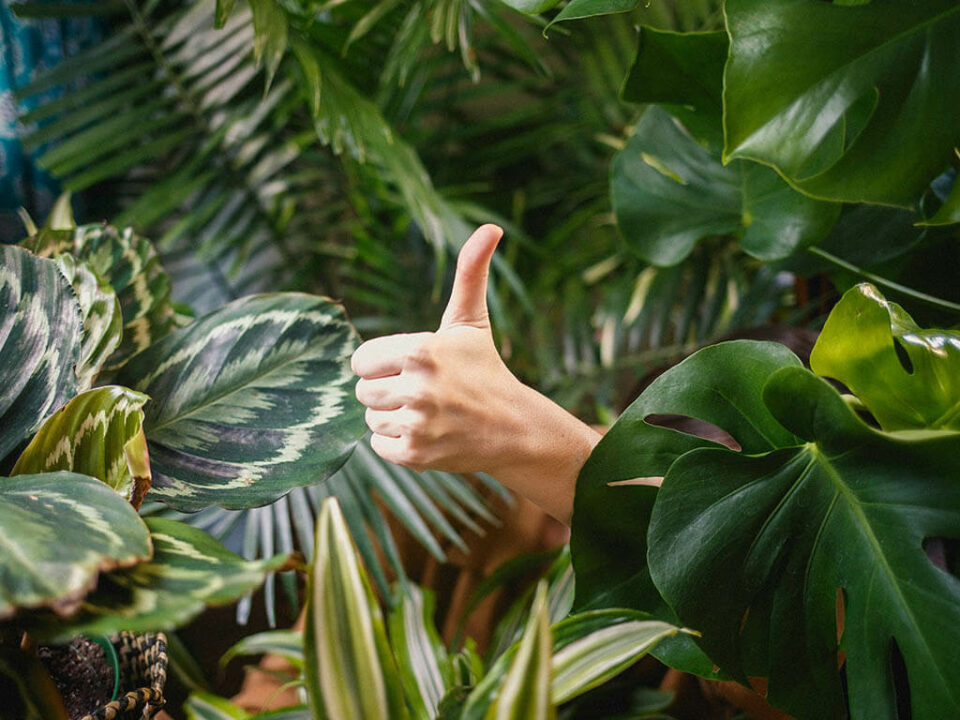 Main avec le pouce levé dans de la végétation